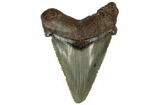 Serrated Angustidens Tooth - Megalodon Ancestor #313624