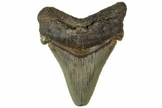 Serrated Angustidens Tooth - Megalodon Ancestor #313625