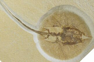 Rare, Fossil Stingray (Heliobatis) - Wyoming #313912