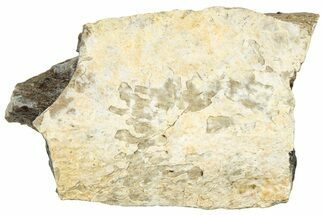 Fossil Tyrannosaur (T rex) Bone Section - Wyoming #313986