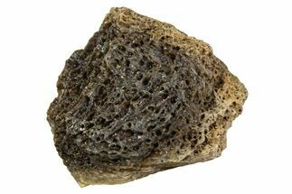 Fossil Tyrannosaur (T rex) Bone Section - Wyoming #313937