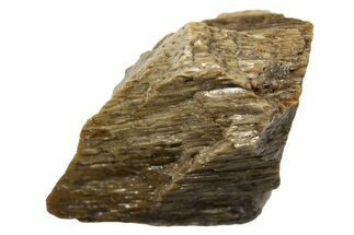 Fossil Tyrannosaur (T rex) Bone Section - Wyoming #313941