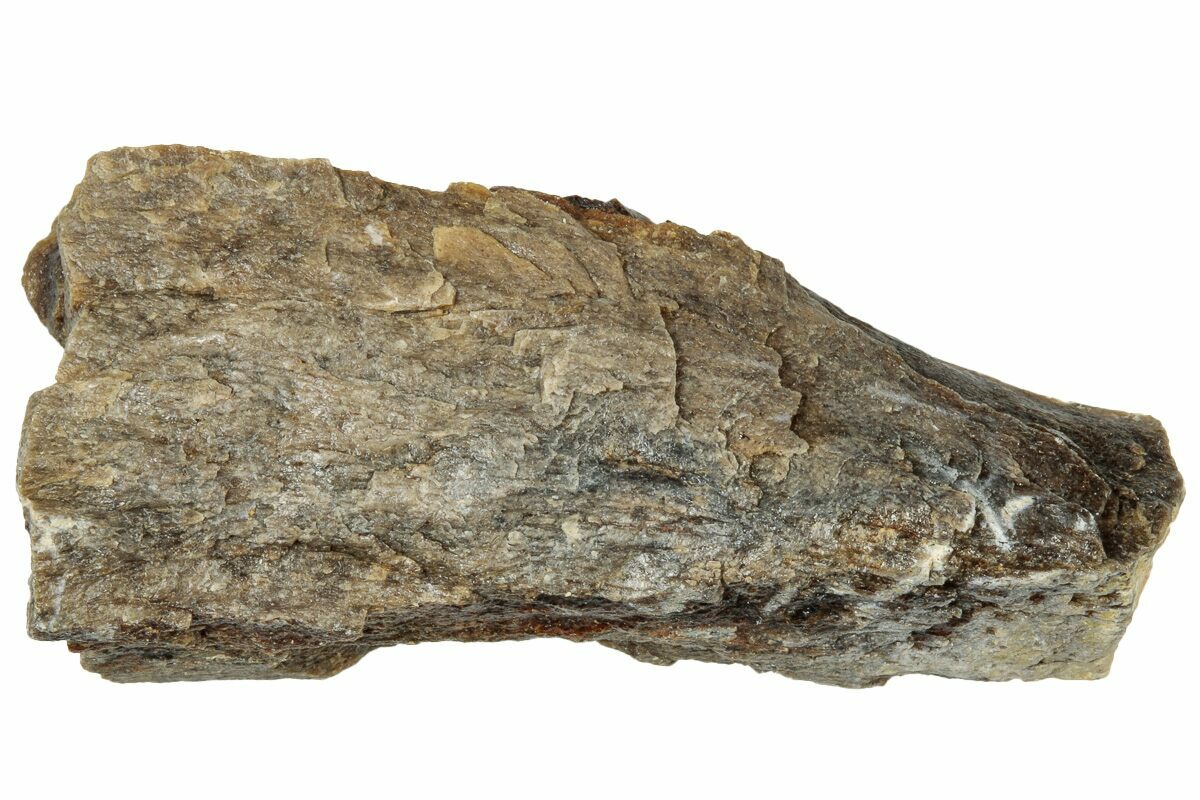 Rex Bone 1.7