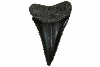 Serrated, Fossil Great White Shark Tooth - South Carolina #313559