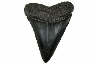 Serrated, Fossil Great White Shark Tooth - South Carolina #313560