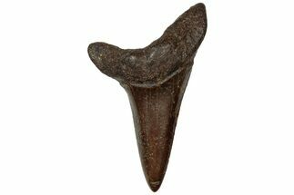 Fossil Shortfin Mako Shark Tooth - South Carolina #313570