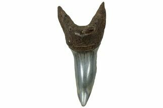 Fossil Shortfin Mako Shark Tooth - South Carolina #313572