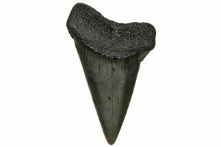 Fossil Broad-Toothed Mako Tooth - South Carolina #313575