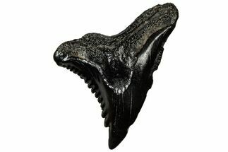 Snaggletooth Shark (Hemipristis) Tooth - South Carolina #313586