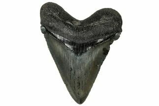 Serrated Chubutensis Tooth - Megalodon Ancestor #313788