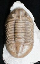 / Inch Asaphus Lepidurus Trilobite #2789