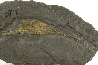 Ordovician Carpoid Fossil - Ktaoua Formation, Morocco #312746