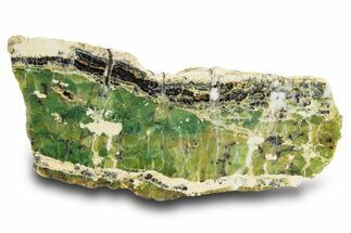 Polished Green-White Opal Slab - Western Australia #314414