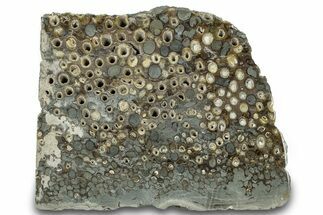 Polished Fossil Teredo (Shipworm Bored) Wood - England #314520
