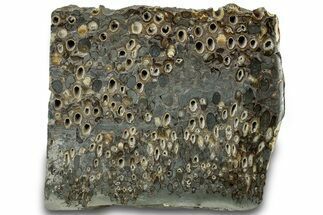 Polished Fossil Teredo (Shipworm Bored) Wood - England #314523