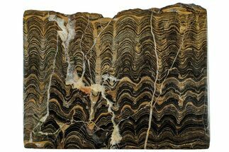 Polished Stromatolite (Greysonia) Slab - Bolivia #314665