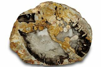 Polished Petrified Peanut Wood End-Cut - Australia #314679