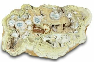 Polished Section of Clay Canyon Variscite - Old Collection Stock #314788