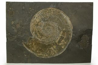 Plate of Jurassic Ammonite Fossils - Posidonia Shale, Germany #314861