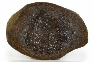 Petrified Wood For Sale