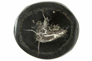 Polished Fish Coprolite (Fossil Poo) Nodule Half - Scotland #314925