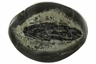 Polished Fish Coprolite (Fossil Poo) Nodule Half - Scotland #314886
