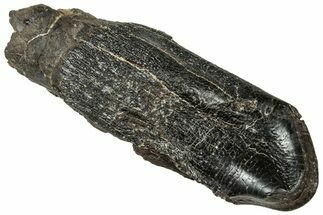 Fossil Camarasaurus Tooth - Wyoming #315056