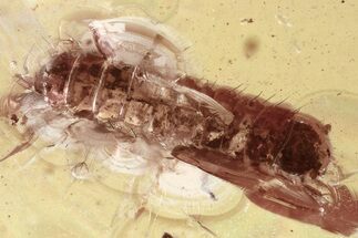 Fossil Beetle Larva (Coleoptera) in Baltic Amber #315199