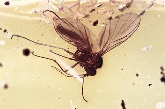 Detailed Fossil Fungus Gnat (Mycetophilidae) In Baltic Amber #315347