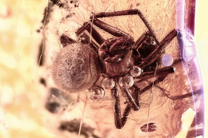 Detailed Fossil Aphid and Spider In Baltic Amber (#315357) For Sale ...