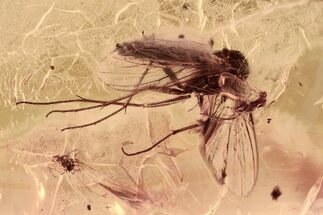 Detailed Fossil Fungus Gnat and Gall Midge in Baltic Amber #315376