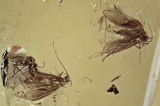 Fossil Predatory Biting Midge and Two Caddisflies In Baltic Amber #315506