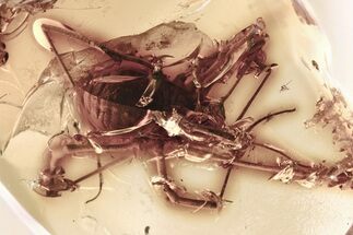 Detailed Fossil Daddy Long-Leg (Sclerosomatidae) in Baltic Amber #315525