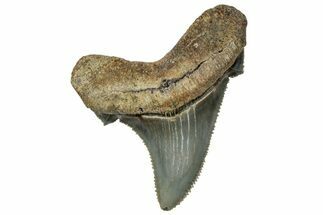 Serrated Angustidens Tooth - Megalodon Ancestor #315496