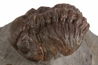 Red Austerops Trilobite - Hmar Laghdad, Morocco #315740
