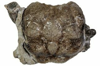 Cretaceous Crab (Dakoticaucer) Fossil - Mississippi #315752
