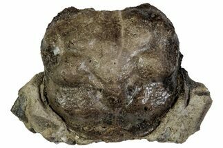 Cretaceous Crab (Dakoticaucer) Fossil - Mississippi #315755