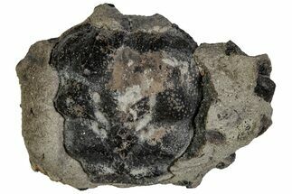 Cretaceous Crab (Dakoticaucer) Fossil - Mississippi #315757