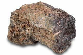 Triassic Fossil Phytosaur Caudal Vertebra - Texas #315722