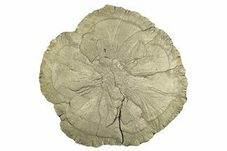 Large, Pyrite Sun - Sparta, Illinois #315836