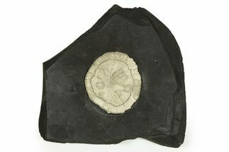 Pyrite Sun on Slate - Sparta, Illinois #315861
