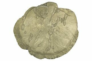 Pyrite Sun - Sparta, Illinois #315893