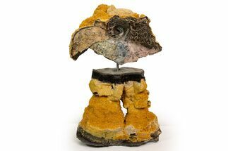 Septarian With Orange Calcite & Partial Ammonite - The Raven #316056