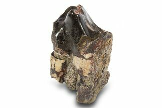 Fossil Eocene Coryphodon Mammal Tooth - Wyoming #316447