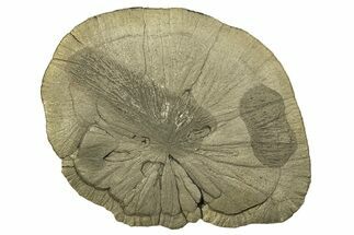 Large, Pyrite Sun - Sparta, Illinois #315843