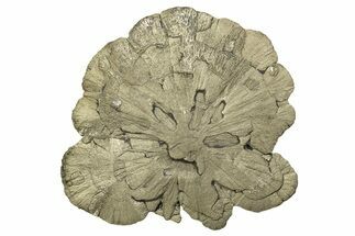 Large, Pyrite Sun - Sparta, Illinois #315846