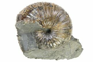 Iridescent Ammonite (Hoploscaphites) Fossil - Montana #316570