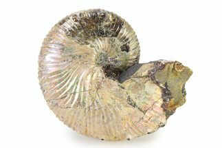Iridescent Ammonite (Hoploscaphites) Fossil - Montana #316585
