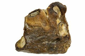 Fossil Mosasaur Jaw Section - Texas #316339