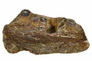 Fossil Mosasaur Jaw Section - Texas #316341